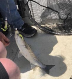 289 Striper Guide