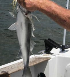 289 Striper Guide