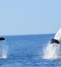 Redondo Whale Watching