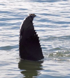 Long Island Whale and Seal Watching